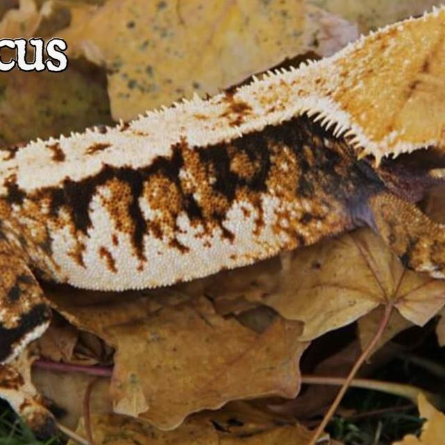 트라이 익스트림할리퀸 사만다