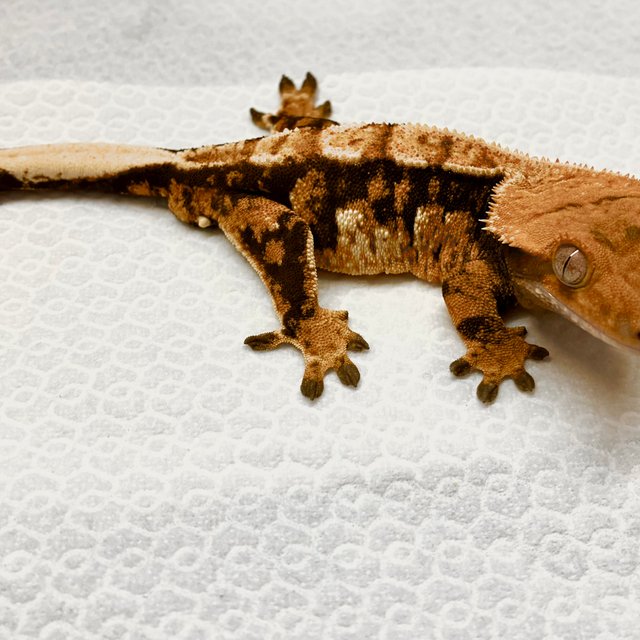 트라이 화이트포트홀 익스트림할리퀸 바브