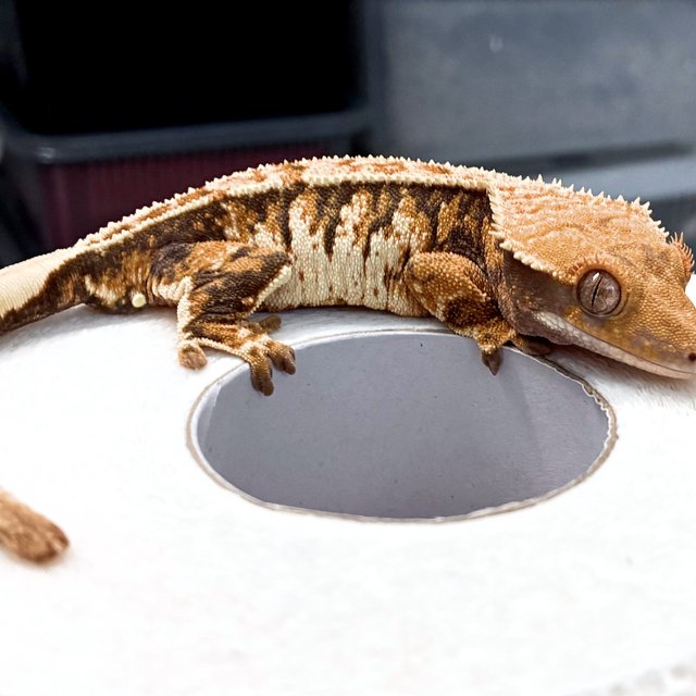 트라이 익스트림할리퀸 텐저린 화이트핀