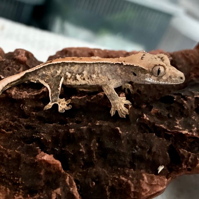 트라이 익스트림할리퀸 사만다