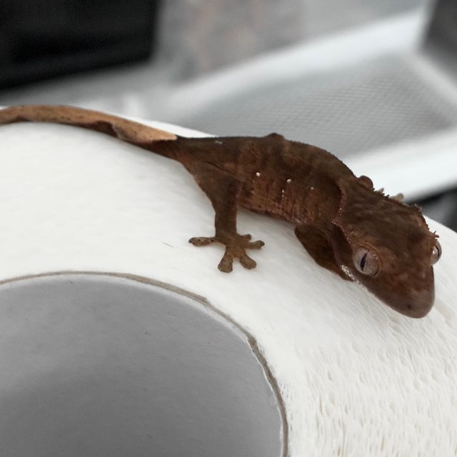 챠콜 다크 블랙 화이트포트홀