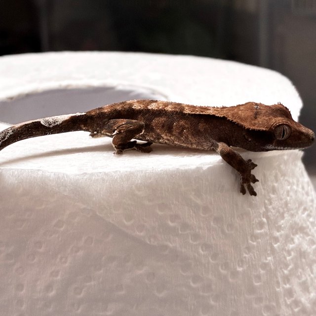 다크 챠콜 블랙 카푸치노 트라이