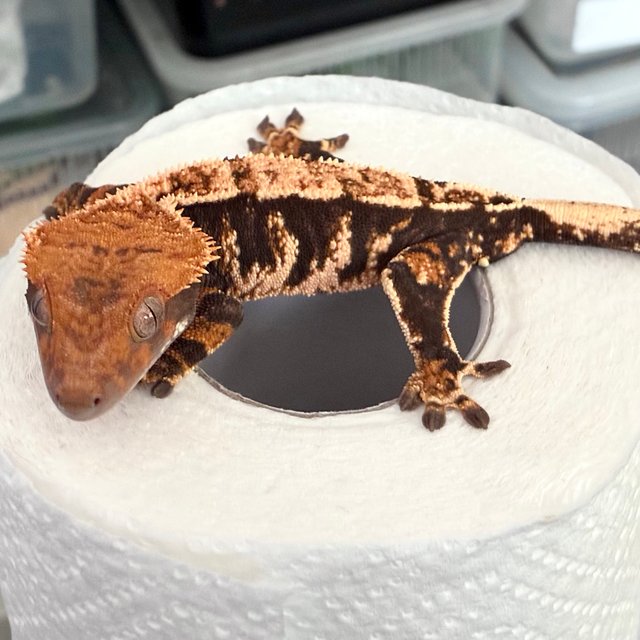 텐저린 트라이 익스트림할리퀸