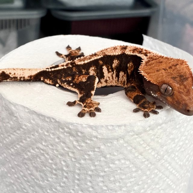 트라이 익스트림할리퀸 화이트크라운 화이트핀