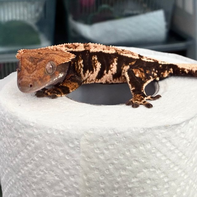 텐저린 트라이 익스트림할리퀸