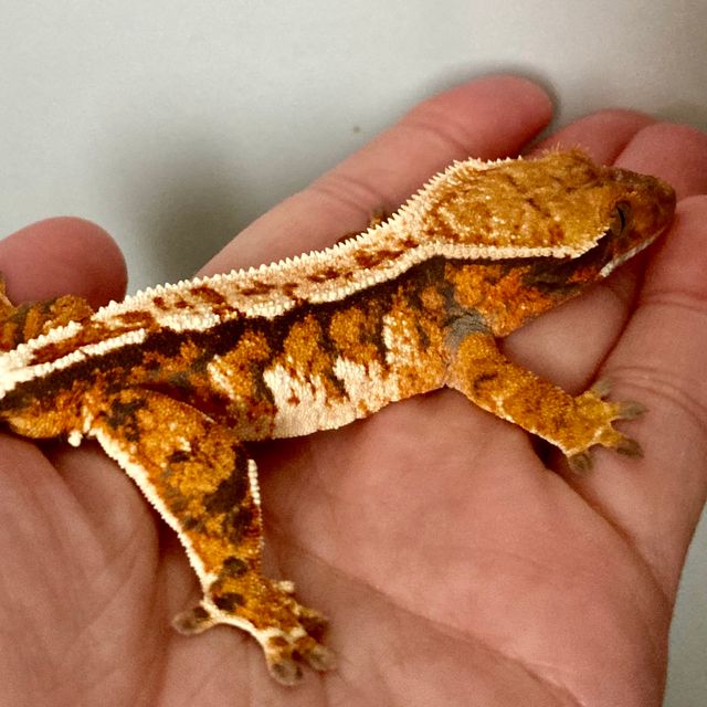 트라이 바브 텐저린 화이트핀 익스트림할리퀸