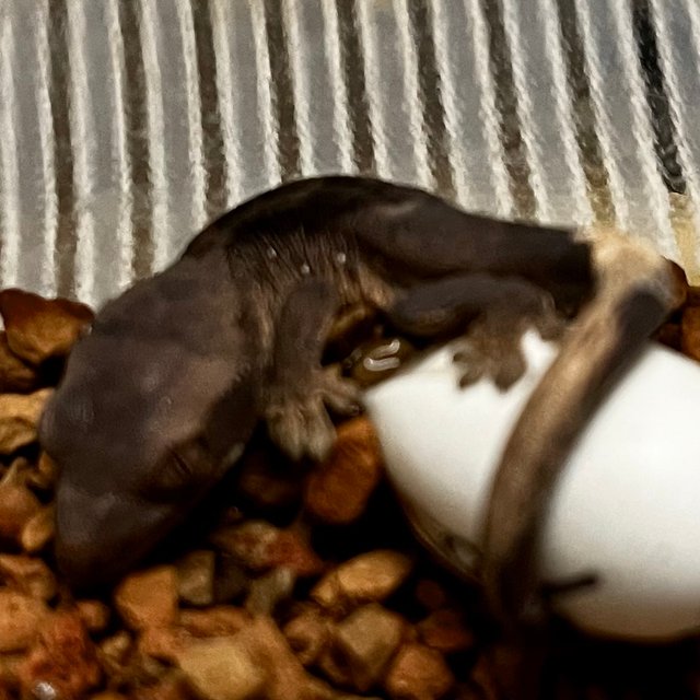 챠콜 블랙 카푸치노