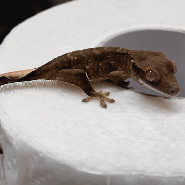 챠콜 다크 블랙 화이트포트홀