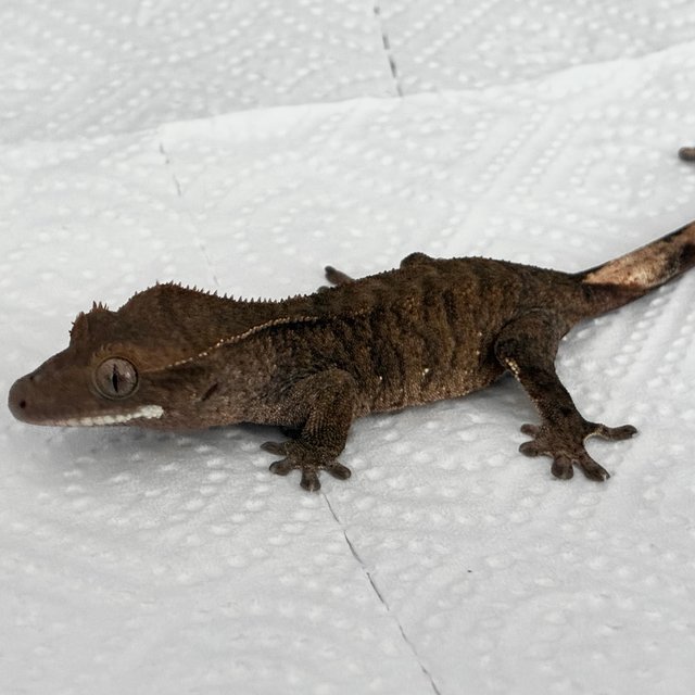 다크 화이트포트홀 챠콜 블랙