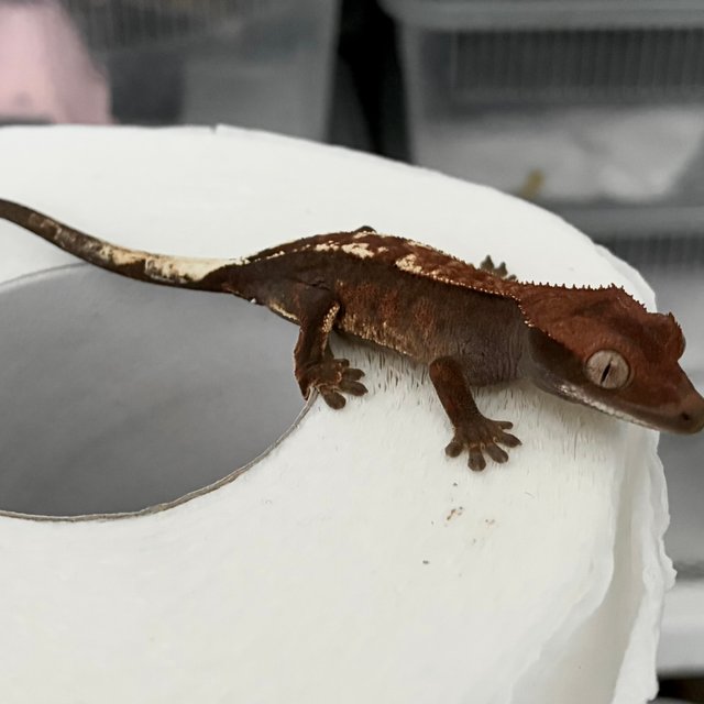 다크 블랙 챠콜 카푸치노