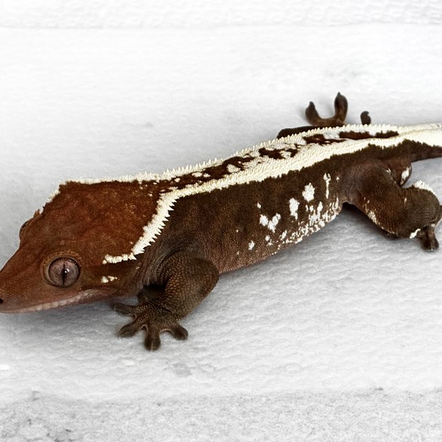 화이트스팟 화이트핀 세이블