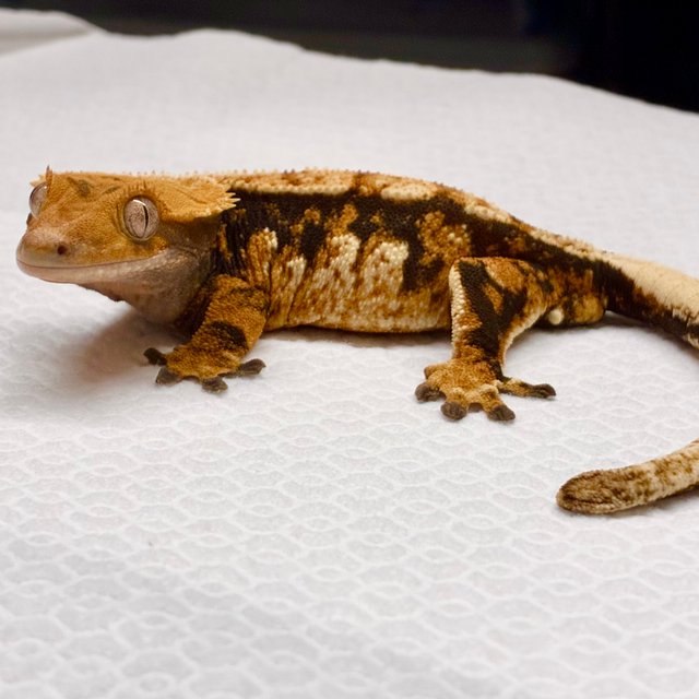 트라이 화이트포트홀 익스트림할리퀸 바브