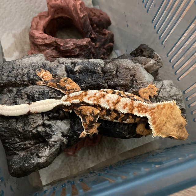 트라이 익스트림할리퀸 바브 화이트크라운 화이트핀