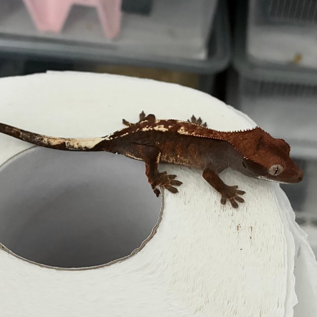 다크 블랙 챠콜 카푸치노