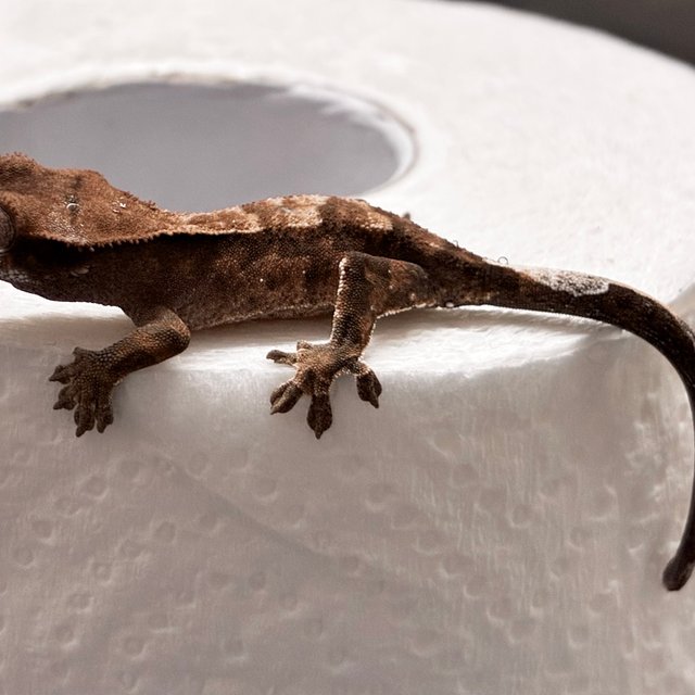 다크 챠콜 블랙 카푸치노 트라이