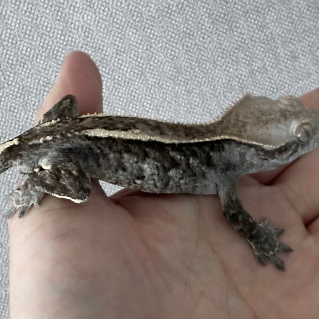 화이트핀 화이트크라운 카푸치노 챠콜