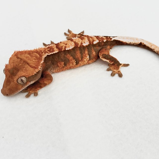 트라이 익스트림할리퀸 텐저린