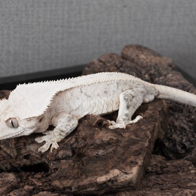 릴리화이트 화이트크라운 화이트핀 화이트스팟