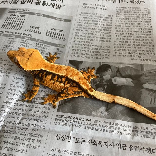 엘리트 트라이 익스트림할리퀸 텐저린 카와 화이트포트홀