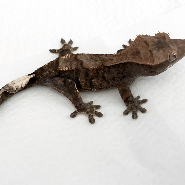 카푸치노 챠콜 다크 블랙