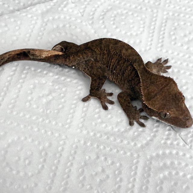 다크 화이트포트홀 챠콜 블랙