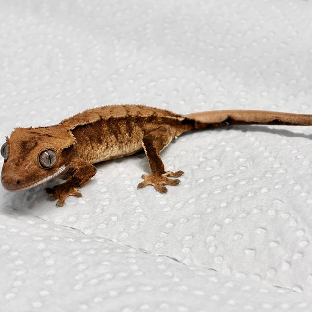 트라이 텐저린 할로윈