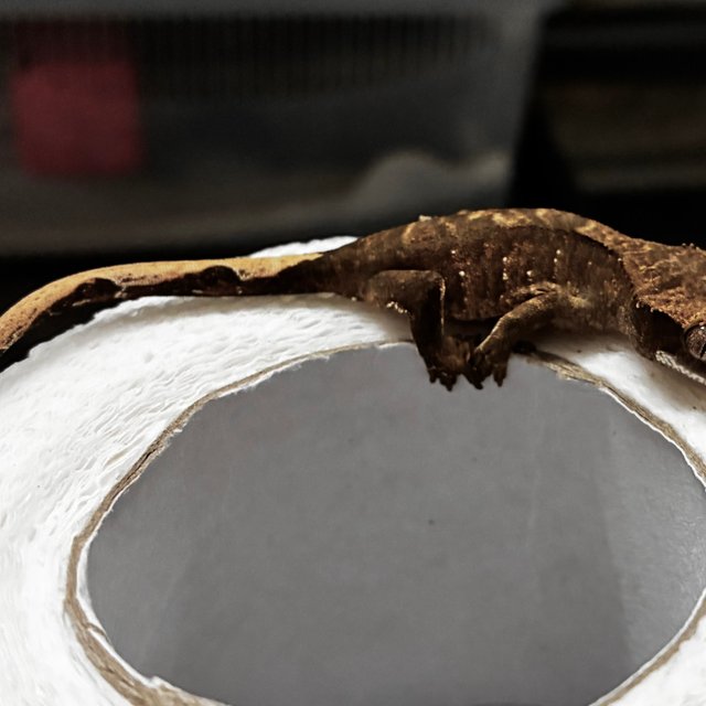 화이트포트홀 다크 블랙 챠콜