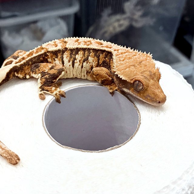 트라이 익스트림할리퀸 텐저린 화이트핀