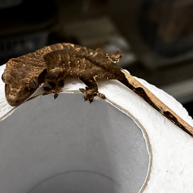 화이트포트홀 다크 블랙 챠콜