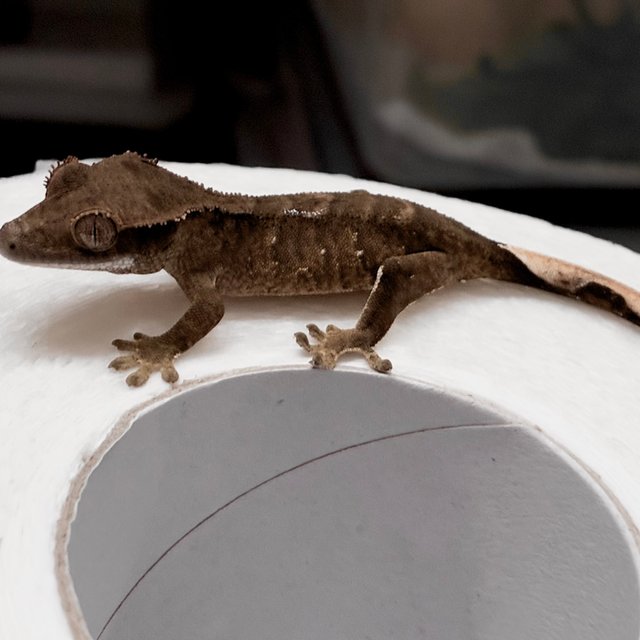 챠콜 다크 블랙 화이트포트홀