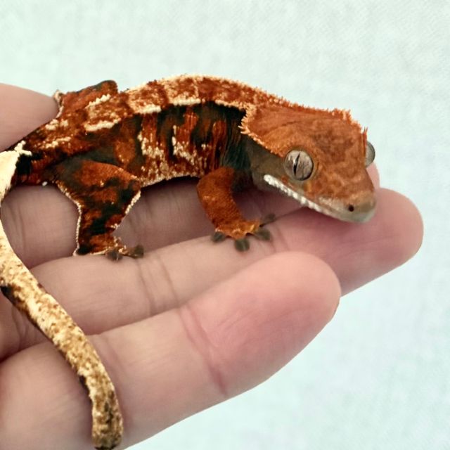 트라이 익스트림할리퀸 텐저린 바브 화이트핀