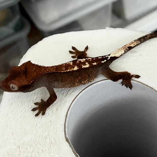 다크 블랙 챠콜 카푸치노