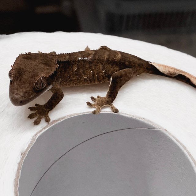 챠콜 다크 블랙 화이트포트홀