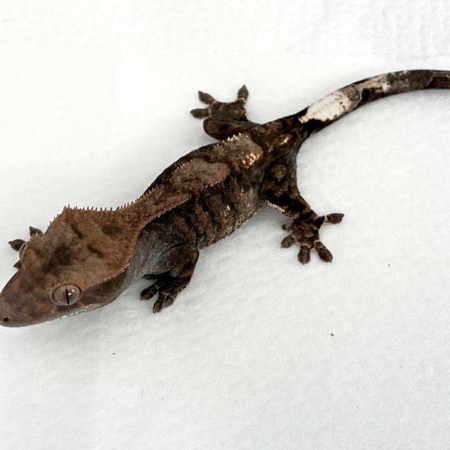 카푸치노 챠콜 다크 블랙