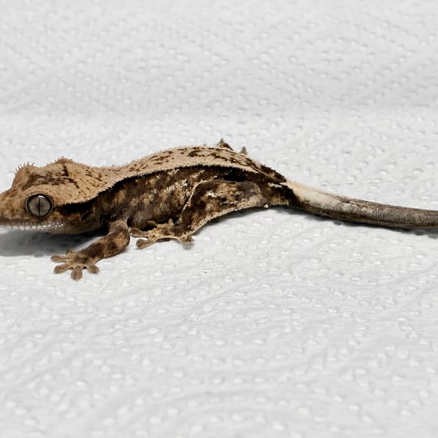 화이트스팟 화이트크라운 화이트핀 다크 블랙 트라이