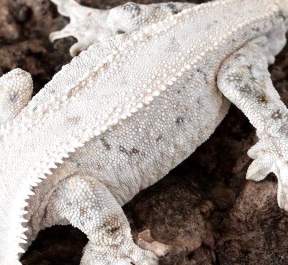 릴리화이트 화이트크라운 화이트핀 화이트스팟