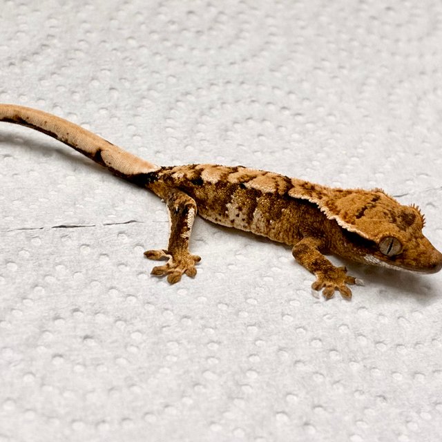 트라이 익스트림할리퀸