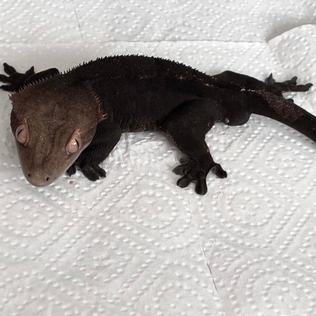 알티 챠콜 블랙 카푸치노