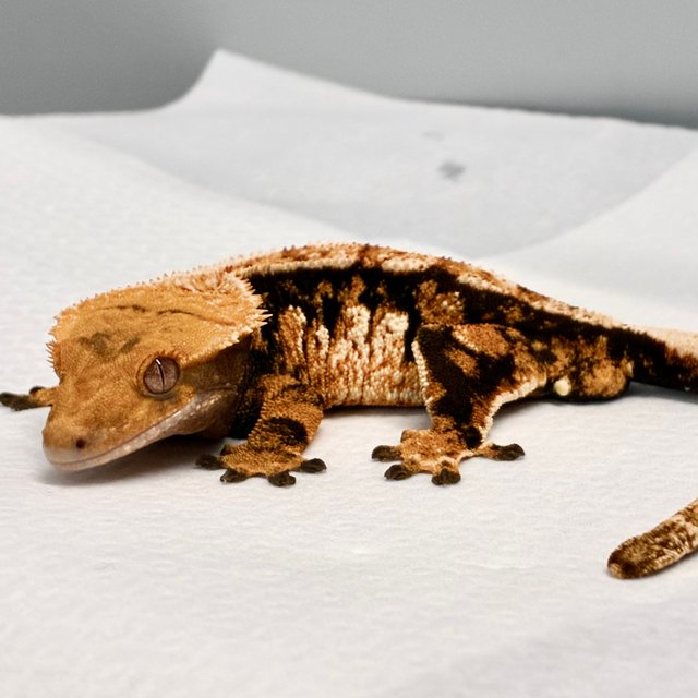 트라이 익스트림할리퀸 화이트핀 텐저린 화이트크라운