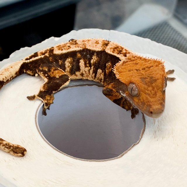 텐저린 트라이 익스트림할리퀸