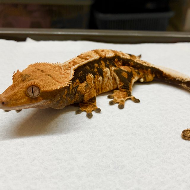 트라이 화이트포트홀 익스트림할리퀸 바브