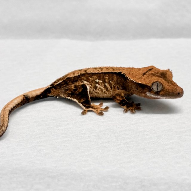 트라이 핀스트라이프 화이트핀 화이트스팟