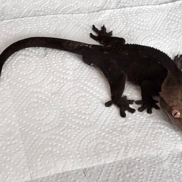 카푸치노 챠콜 블랙