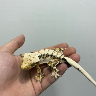 트라이 익스트림할리퀸