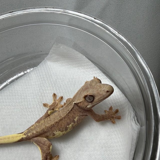 릴리화이트 팬텀