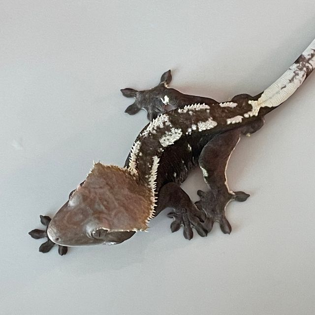 아잔틱