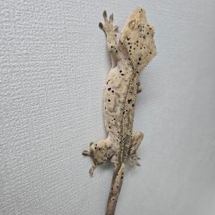 슈퍼달마시안