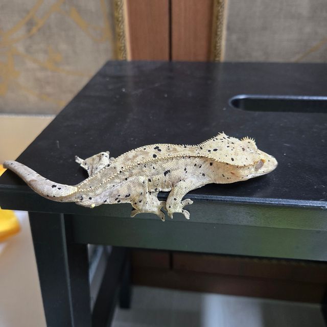 슈퍼달마시안