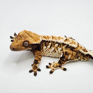 트라이 텐저린