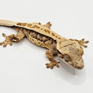 풀핀 쿼드 드리피